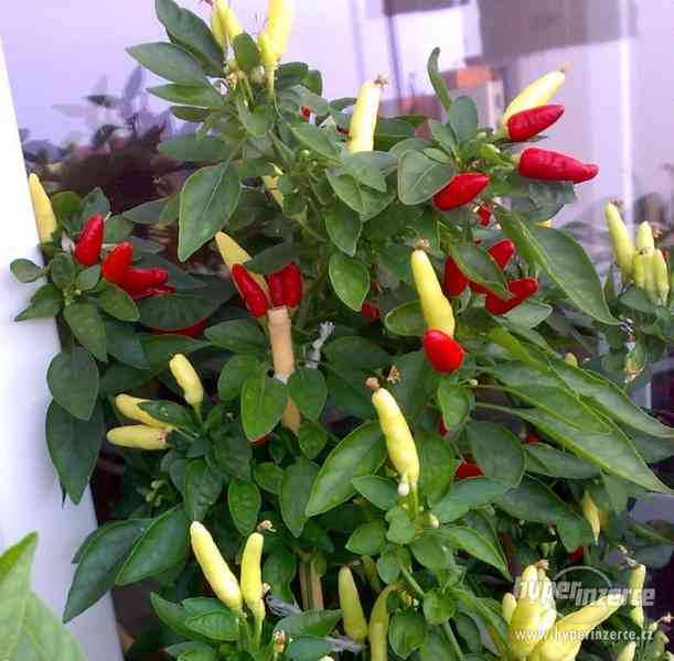 Chilli papričky - Capsicum frutescens - 20 semen - foto 1