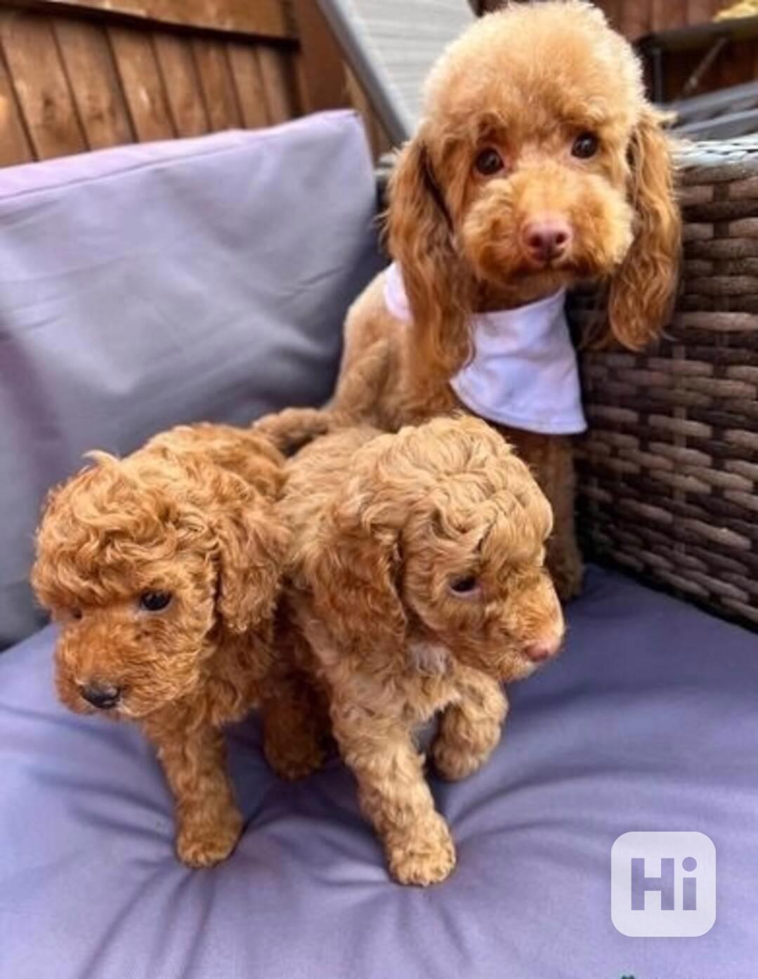 Okouzlující štěňata toy pudla do nového domova - foto 1