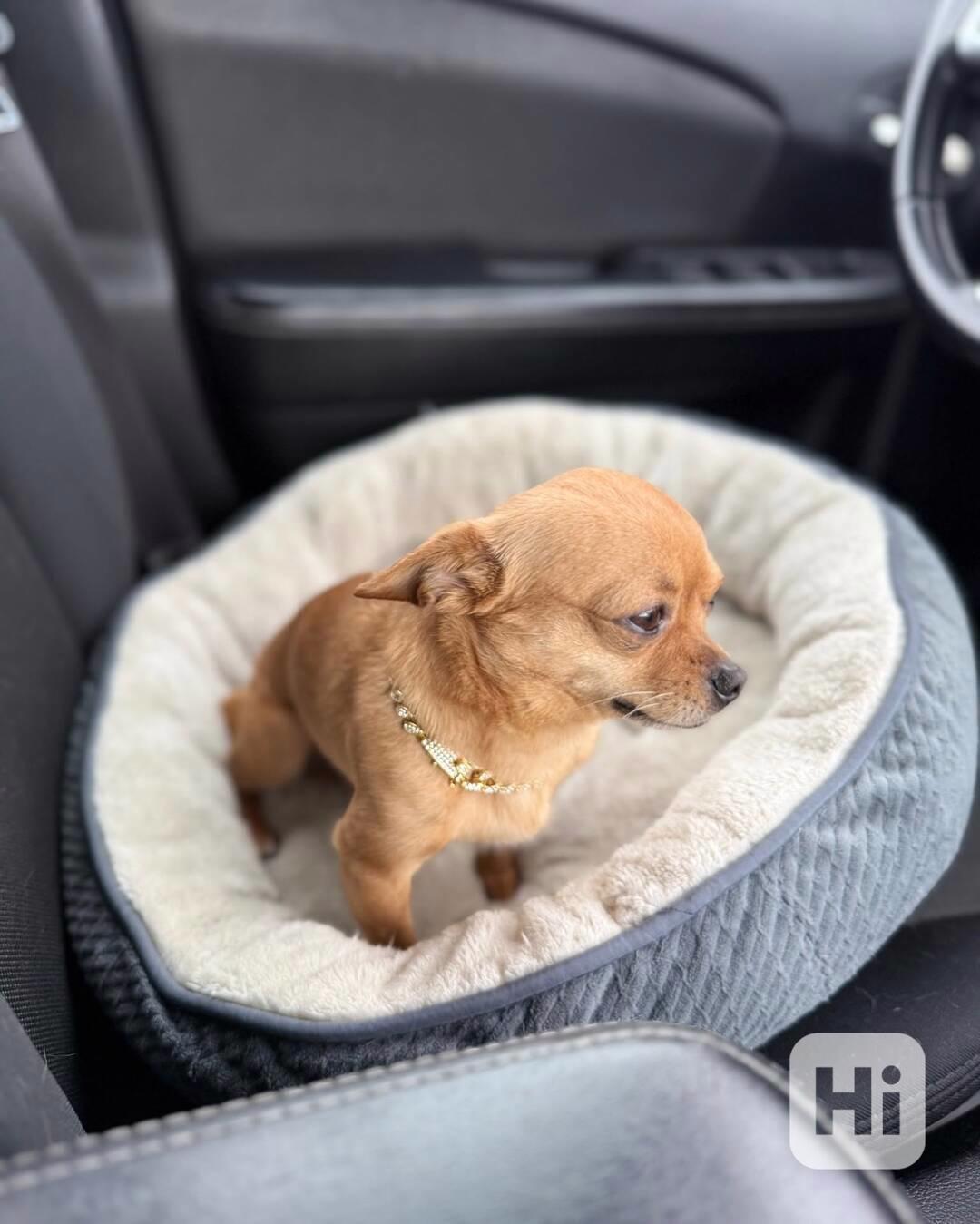 Rozkošný čivava pejsek hledá nový domov. - foto 1