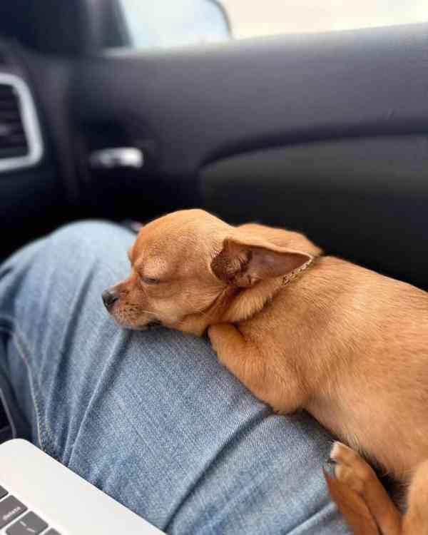 Rozkošný čivava pejsek hledá nový domov. - foto 3