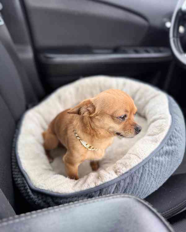 Rozkošný čivava pejsek hledá nový domov. - foto 1