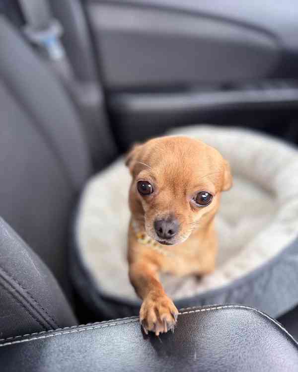 Rozkošný čivava pejsek hledá nový domov. - foto 2