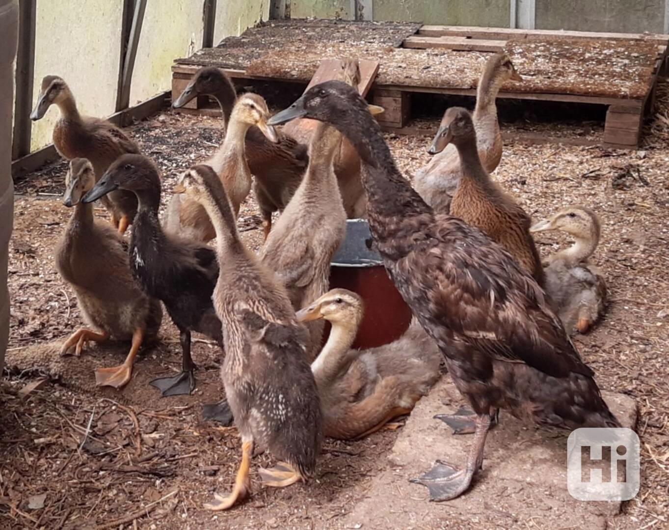 Idický běžec - foto 1
