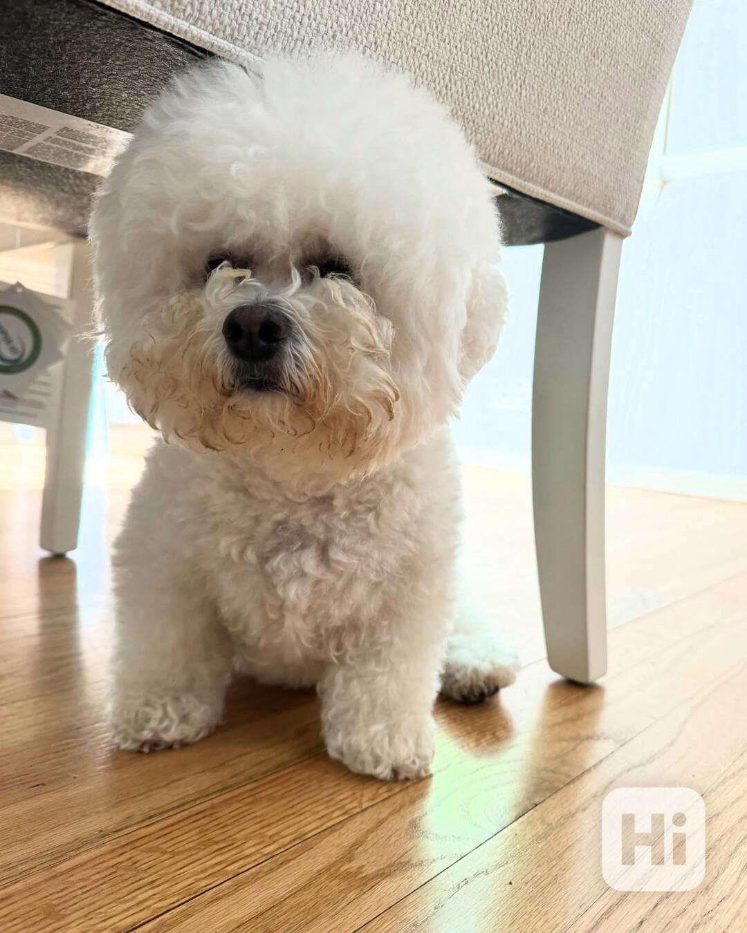 Prodáváme čistokrevného bišonka - foto 1