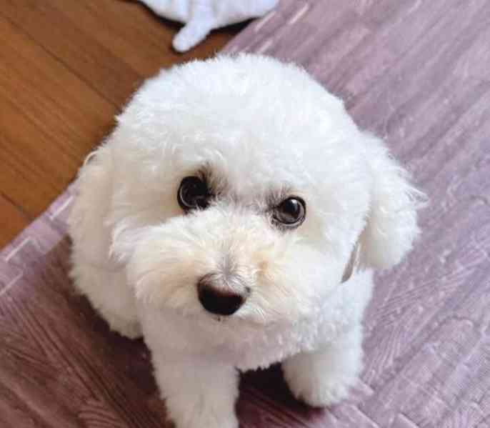 Prodáváme čistokrevného bišonka - foto 3