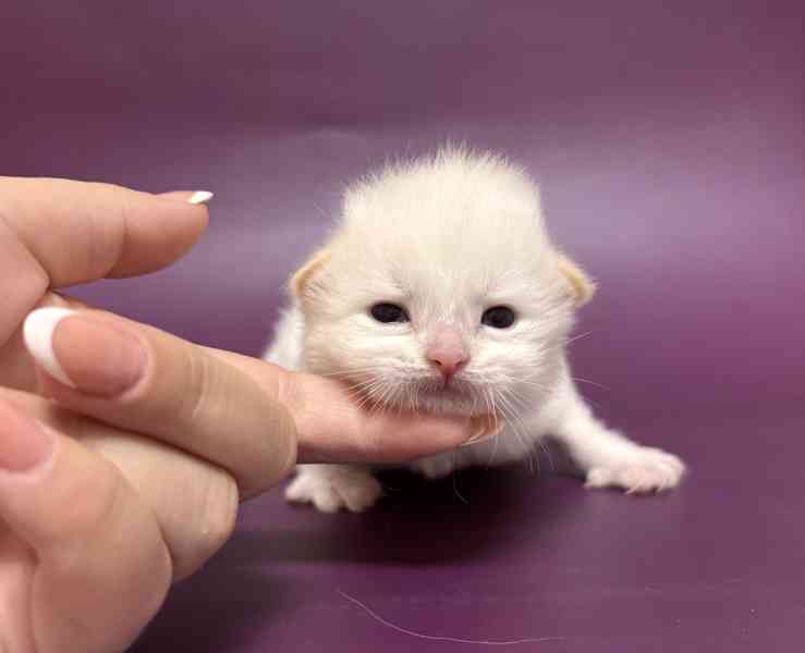 Něvská maškaráda s PP - foto 2
