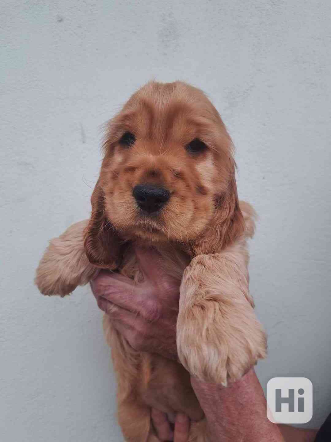 Anglický kokršpaněl s PP - foto 1