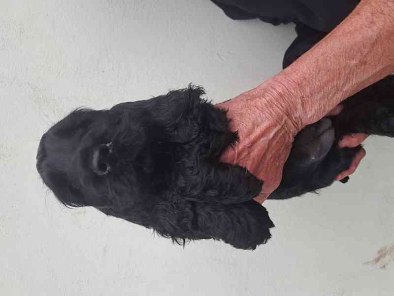 Anglický kokršpaněl s PP - foto 2