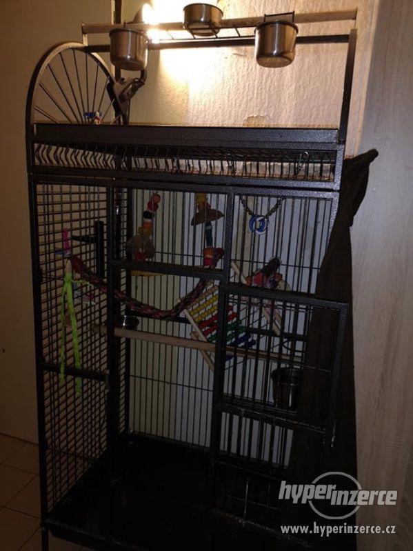 Prodám samici eklektus - foto 4