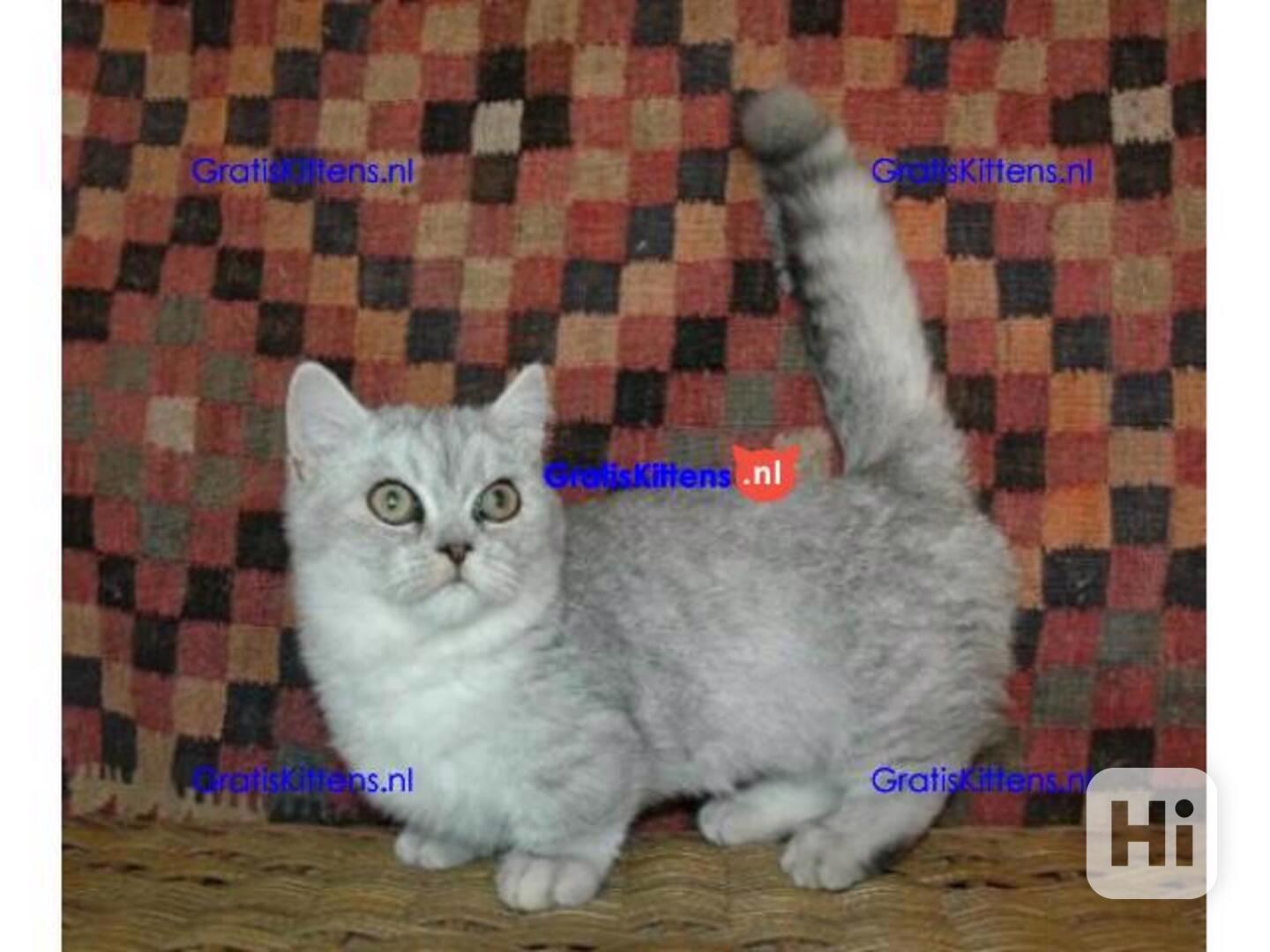  Rozkošná koťátka plemene Munchkin k adopci - foto 1