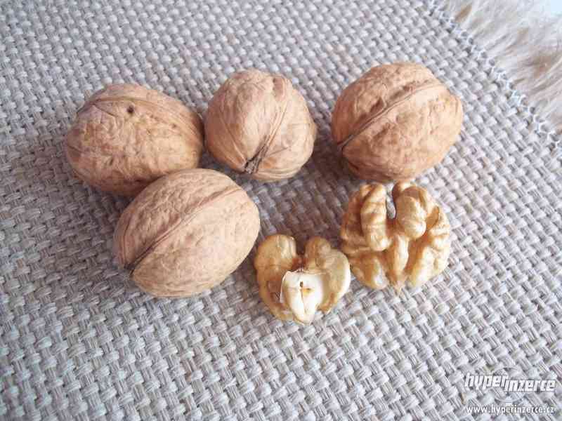 Vlašské ořechy neloupané - foto 1