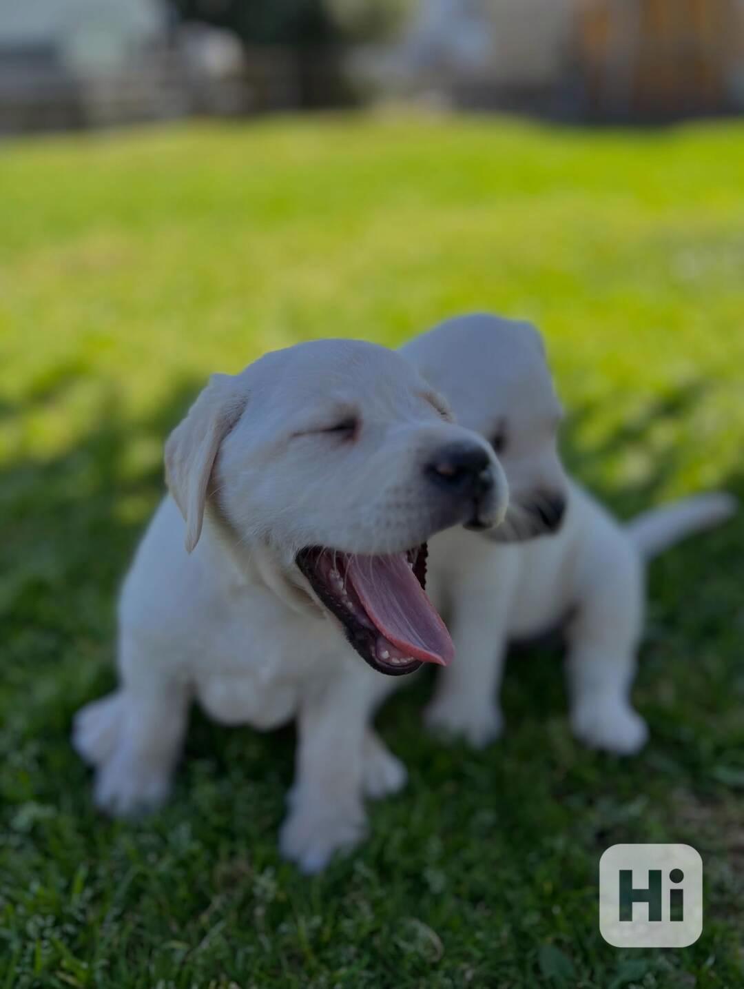Prodáme labradorského retrívra - foto 1