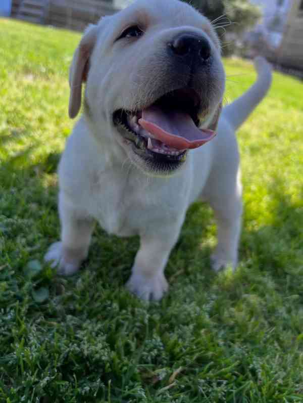 Prodáme labradorského retrívra - foto 4