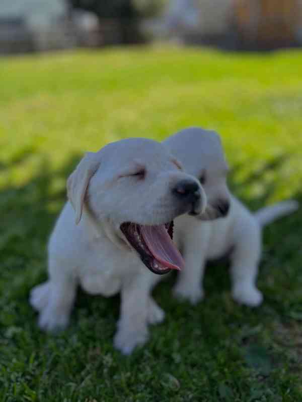 Prodáme labradorského retrívra - foto 1