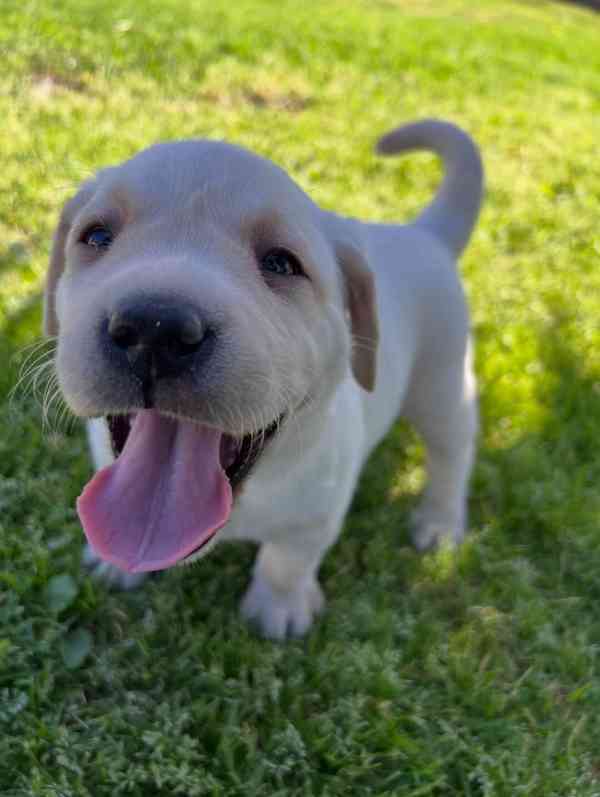 Prodáme labradorského retrívra - foto 2