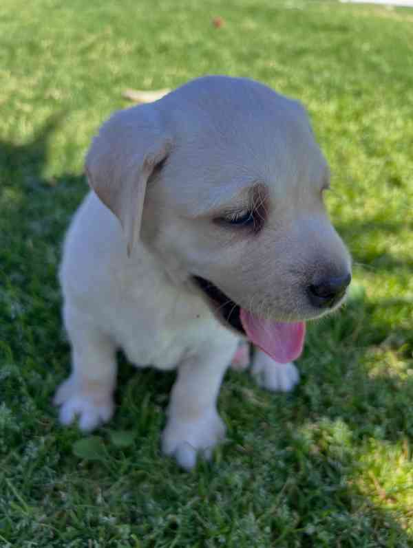 Prodáme labradorského retrívra - foto 3