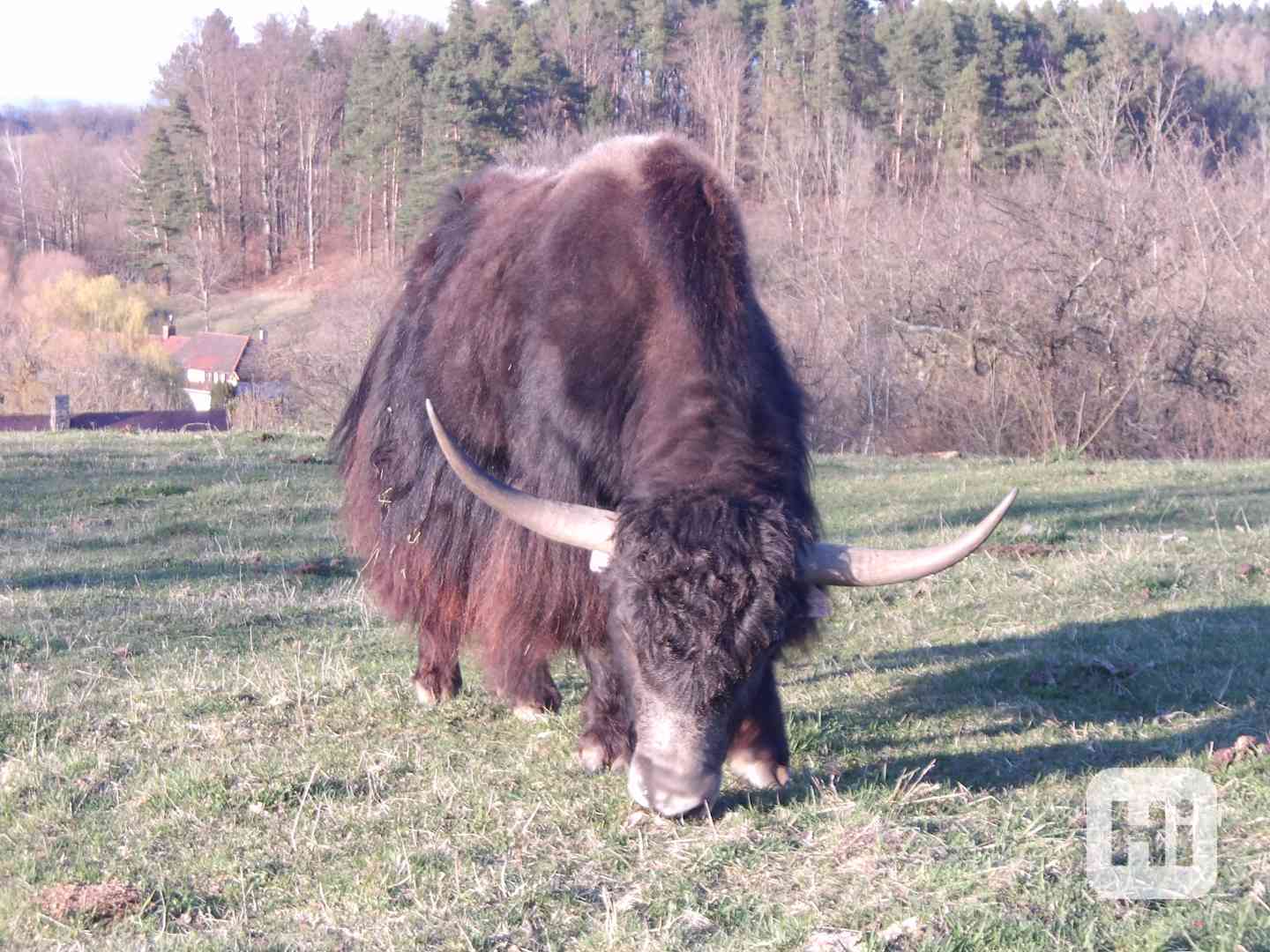Býk - himálajský, tibetský skot (jak domácí, Bos grunniens) - foto 1