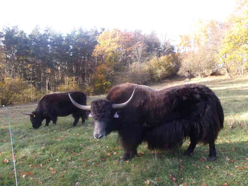 Býk - himálajský, tibetský skot (jak domácí, Bos grunniens) - foto 6