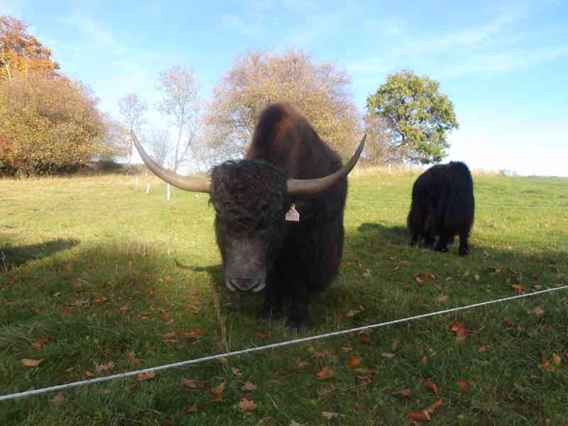Býk - himálajský, tibetský skot (jak domácí, Bos grunniens) - foto 5