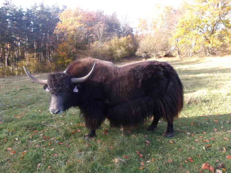 Býk - himálajský, tibetský skot (jak domácí, Bos grunniens) - foto 3