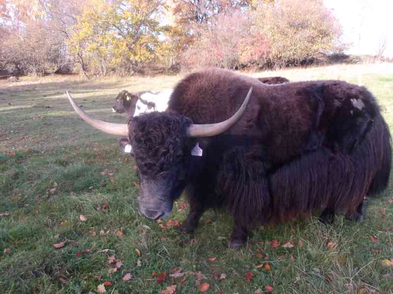 Býk - himálajský, tibetský skot (jak domácí, Bos grunniens) - foto 4