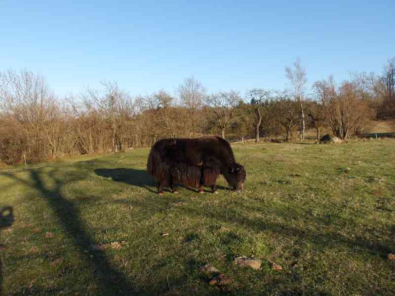 Býk - himálajský, tibetský skot (jak domácí, Bos grunniens) - foto 2