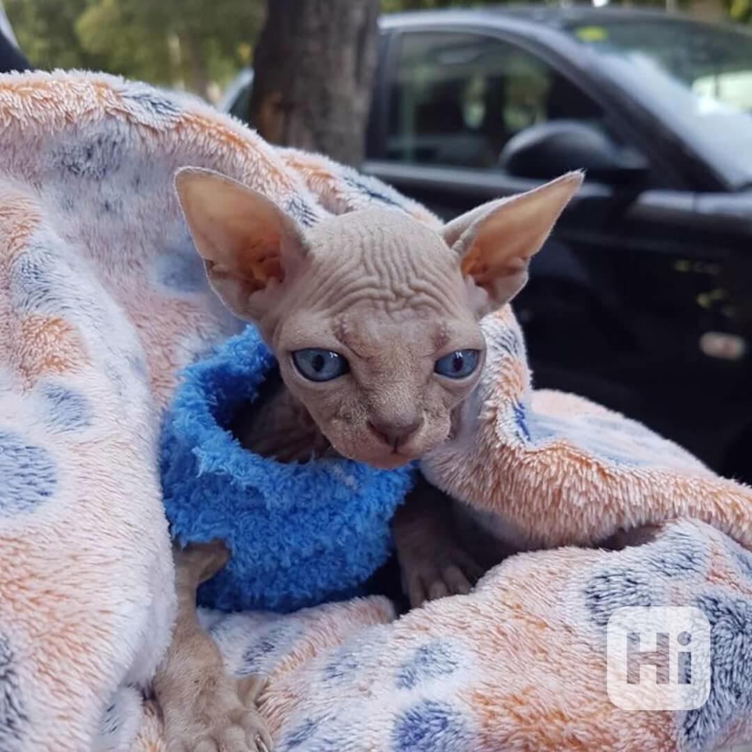 Sphynx Kitten - foto 1
