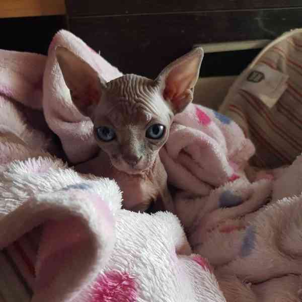 Sphynx Kitten - foto 3