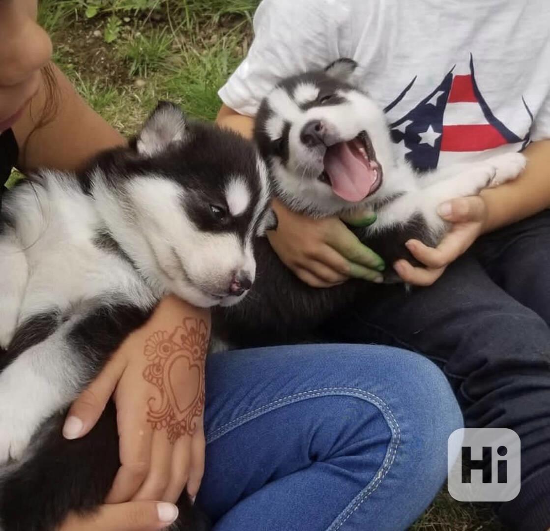 SIBIŘSKÝ HUSKY - foto 1