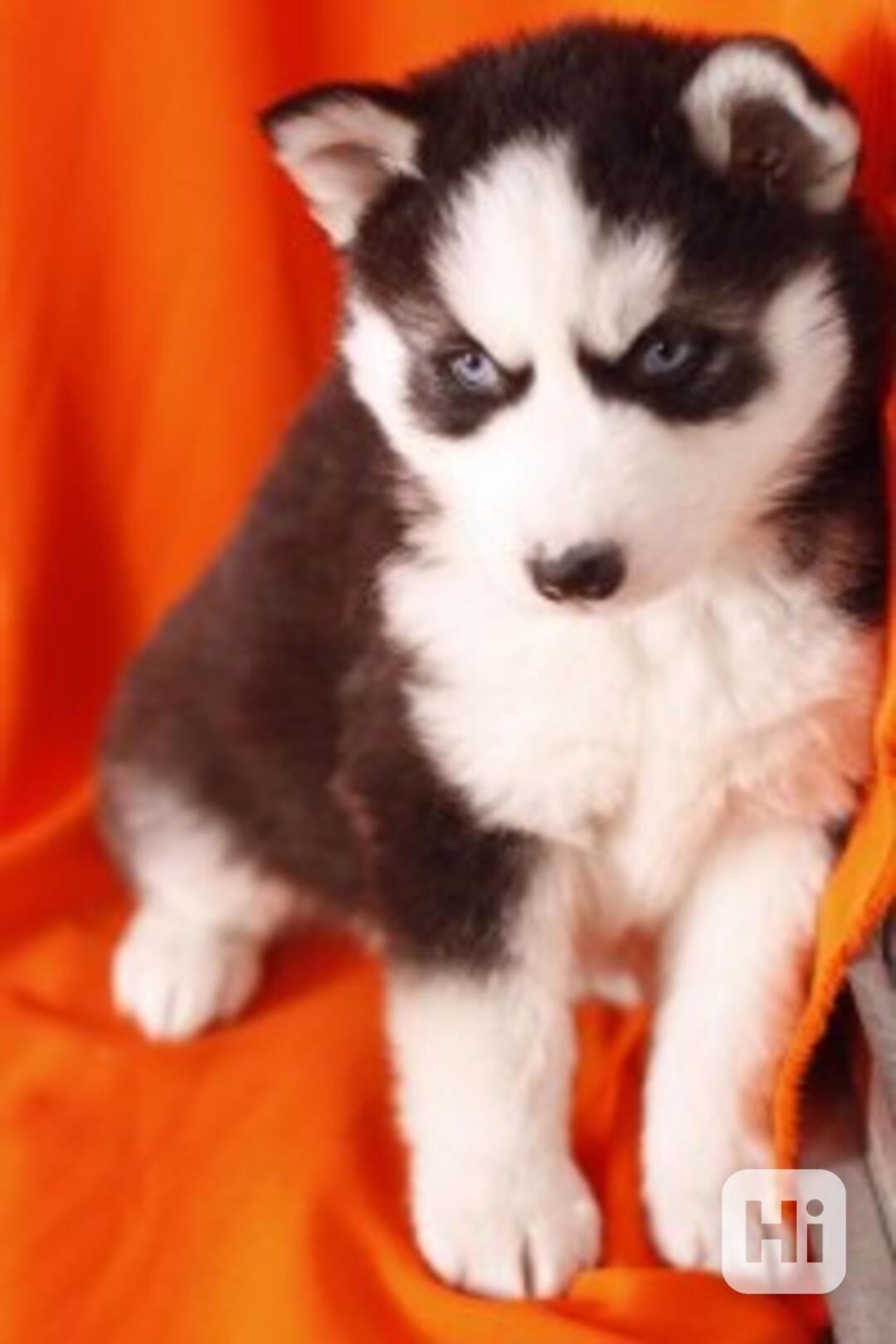 Šteniatko Sibírsky Husky chlapec - foto 1