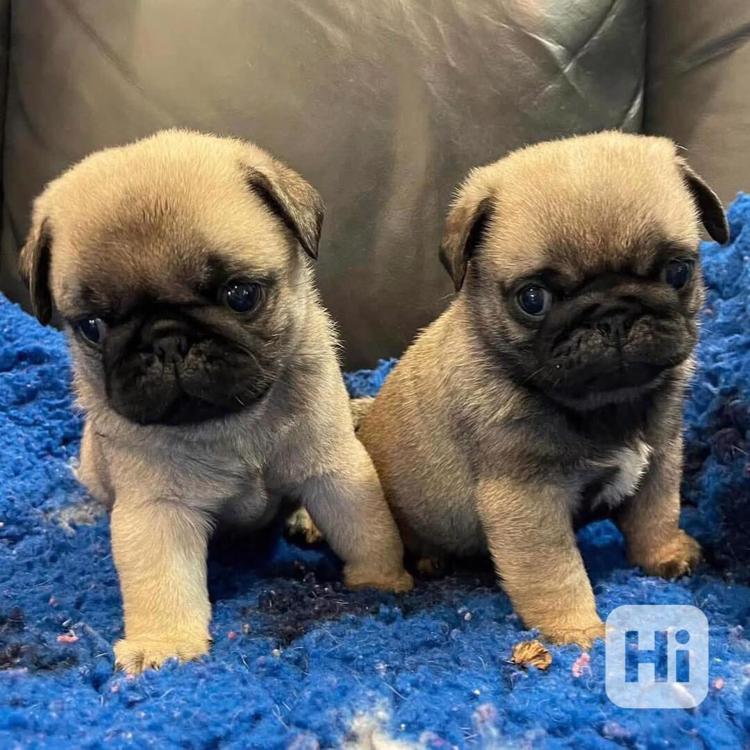 Dárek zdarma  krásná štěňata mopse k adopci   - foto 1