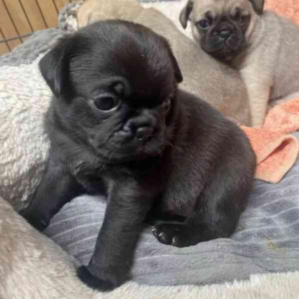 Dárek zdarma  krásná štěňata mopse k adopci   - foto 2