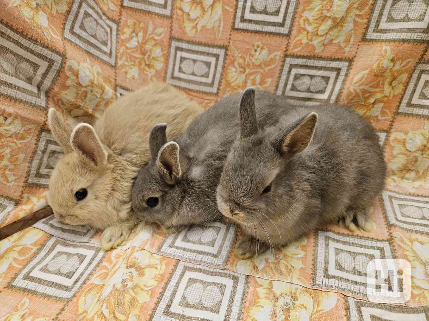 Zakrslý králíček  - foto 1