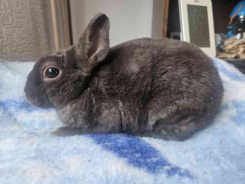 Zakrslý králíček  - foto 6