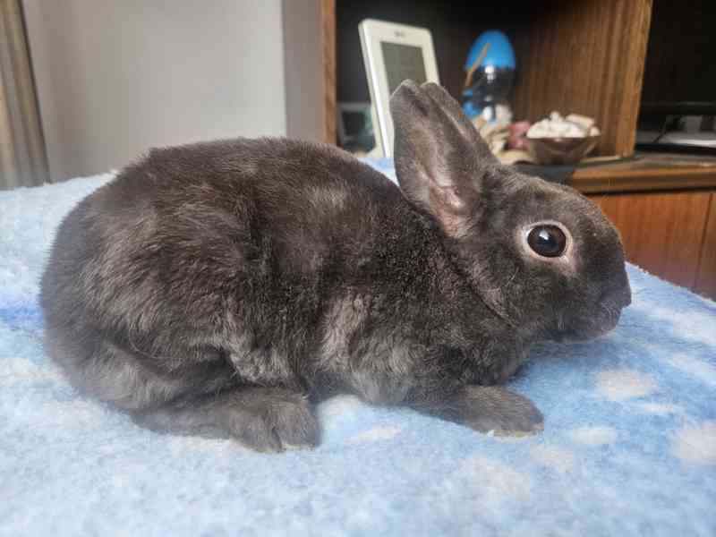 Zakrslý králíček  - foto 5