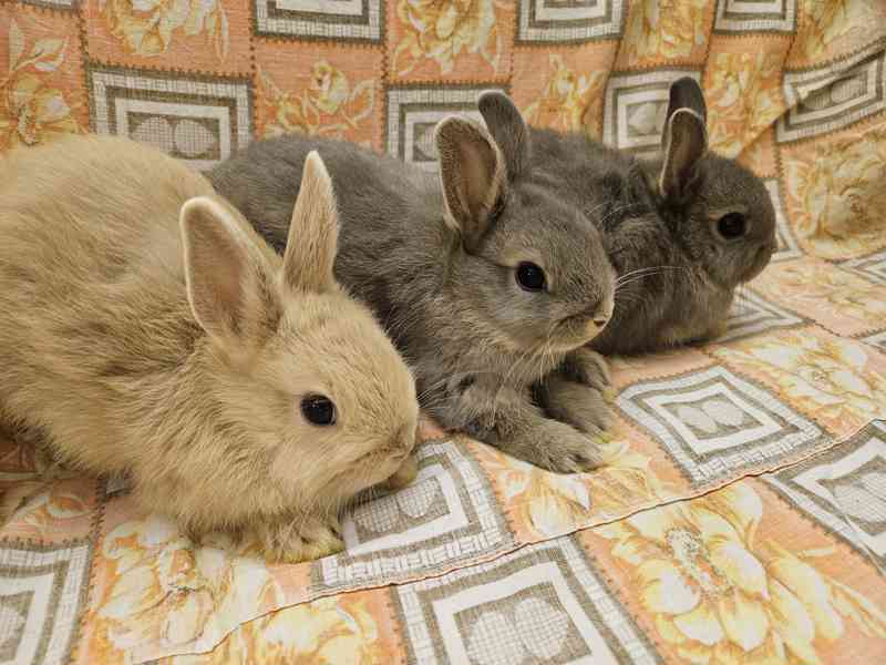 Zakrslý králíček  - foto 4