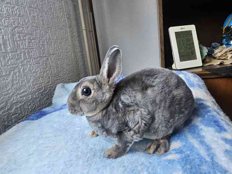 Zakrslý králíček  - foto 8