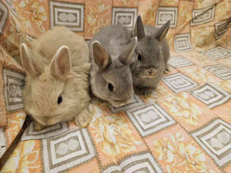 Zakrslý králíček  - foto 3