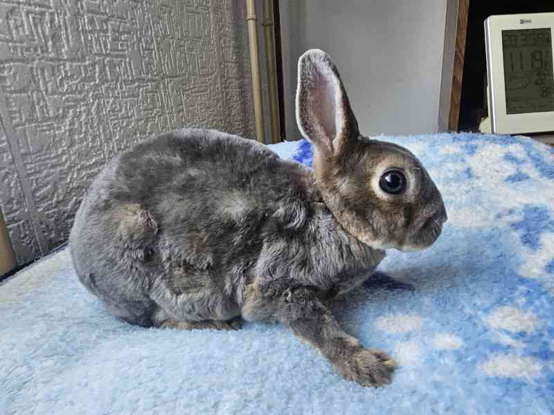 Zakrslý králíček  - foto 7