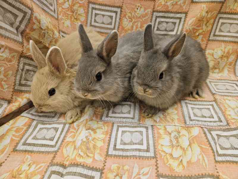 Zakrslý králíček  - foto 2