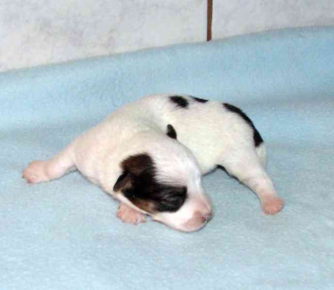 Hladkosrstá štěnátka Jack Russell teriéra s PP k rezervaci - foto 7