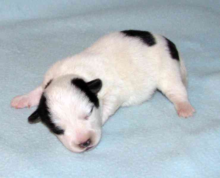 Hladkosrstá štěnátka Jack Russell teriéra s PP k rezervaci - foto 1
