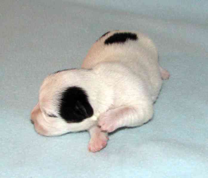 Hladkosrstá štěnátka Jack Russell teriéra s PP k rezervaci - foto 3