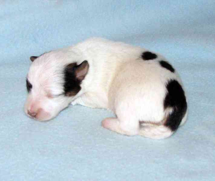 Hladkosrstá štěnátka Jack Russell teriéra s PP k rezervaci - foto 8
