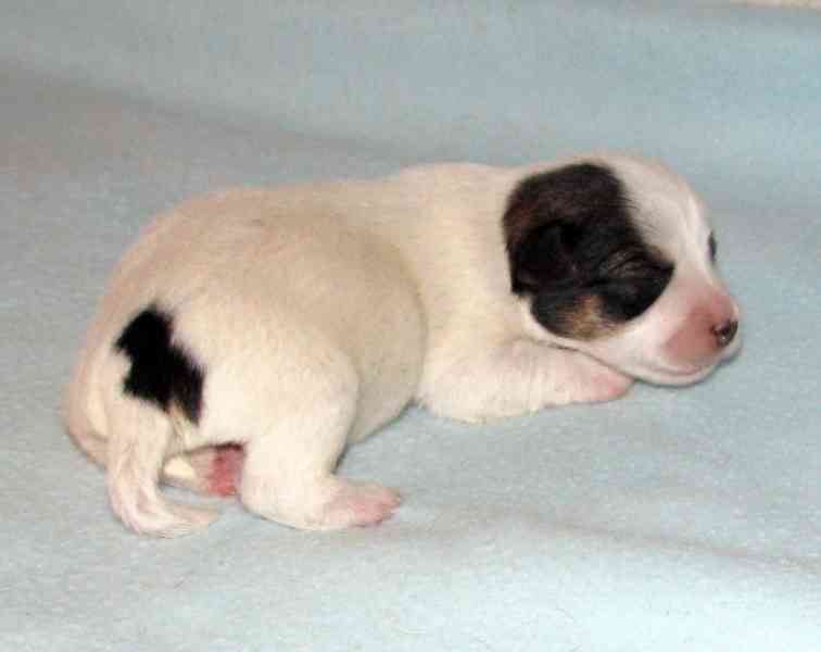 Hladkosrstá štěnátka Jack Russell teriéra s PP k rezervaci - foto 5
