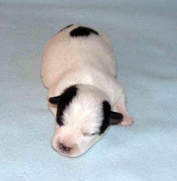Hladkosrstá štěnátka Jack Russell teriéra s PP k rezervaci - foto 2