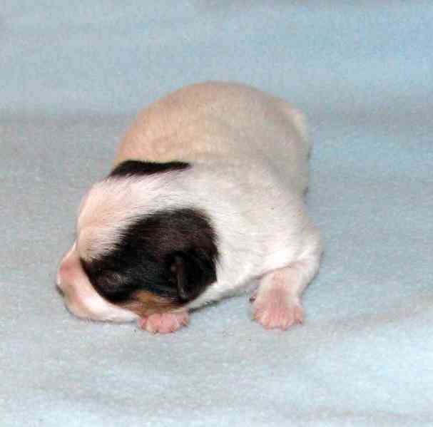 Hladkosrstá štěnátka Jack Russell teriéra s PP k rezervaci - foto 4