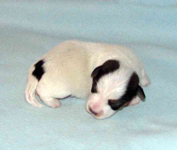 Hladkosrstá štěnátka Jack Russell teriéra s PP k rezervaci - foto 6