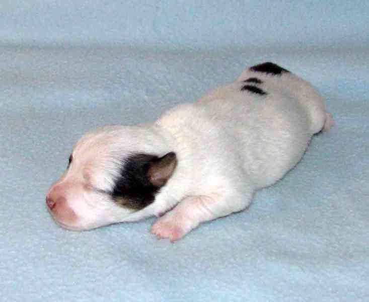 Hladkosrstá štěnátka Jack Russell teriéra s PP k rezervaci - foto 9