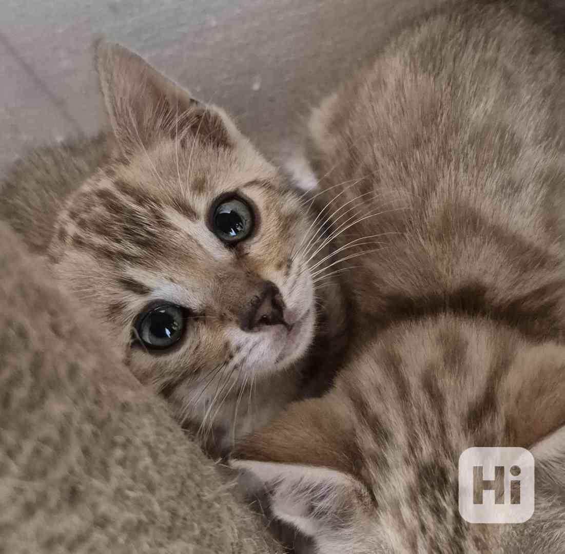 Bengálská koťata, kočka, kocour s PP  - foto 1